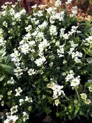 IBERIS sempervirens