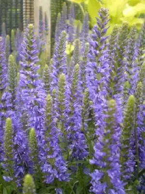 VERONICA 'Inspire Blue'