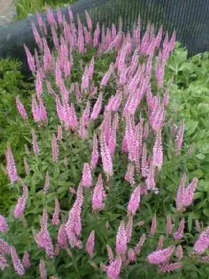 VERONICA spicata 'Inspire Pink'