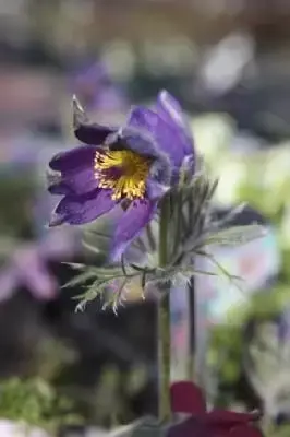 PULSATILLA vulgaris 'Papageno'