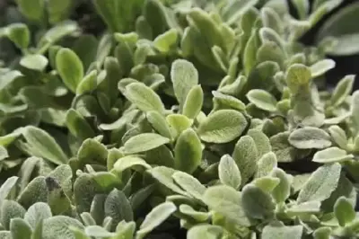 STACHYS byzantina 'Silky Fleece'