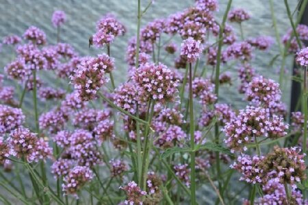 VERBENA bonariensis 'Meteor Shower' - image 1
