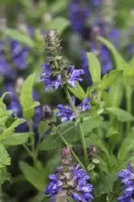SALVIA nemorosa 'Blue Marvel'