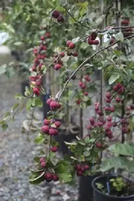 MALUS x purpurea 'Neville Copeman' - image 2