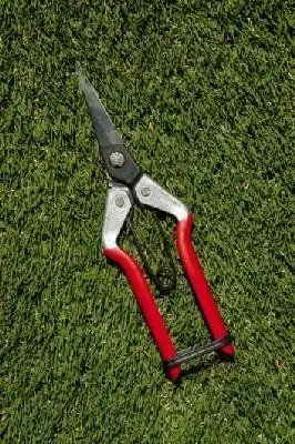 Darlac Vine Scissors - image 2