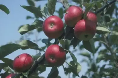 Malus domestica 'Discovery' (Apple)