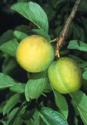 Prunus domestica 'Oullins Golden' (GAGE)
