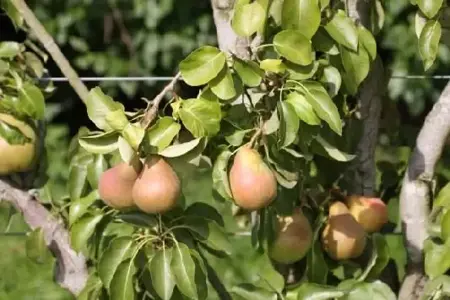 Pyrus communis 'Doyenne du Comice' (PEAR)