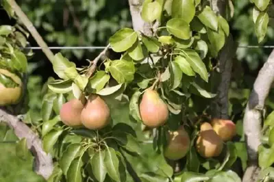 Pyrus communis 'Doyenne du Comice' (PEAR)