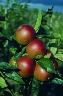Malus domestica 'Fiesta' (Apple) - image 1
