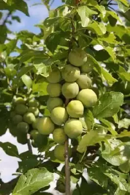 Prunus domestica 'Old Green Gage' (GAGE)