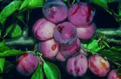 Prunus domestica 'Opal' (Plum)