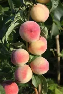 Prunus persica 'Peregrine' (PEACH)