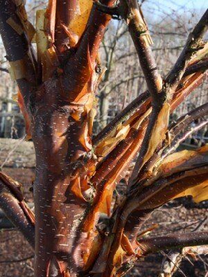 BETULA utilis 'Dark-Ness'