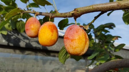 Prunus miracot 'Aprimira' (MIRACOT)