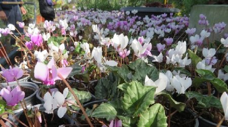 CYCLAMEN hederifolium - image 1