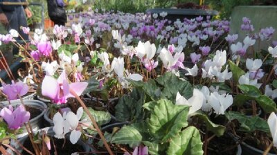 CYCLAMEN hederifolium - image 1