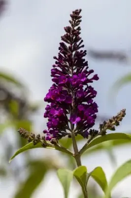 BUDDLEJA davidii 'Royal Red' - image 1