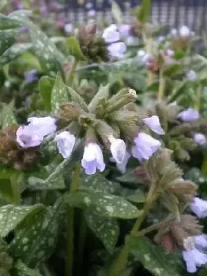 PULMONARIA 'Opal'