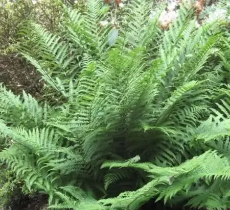 DRYOPTERIS filix-mas - image 1