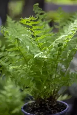 ATHYRIUM filix-femina