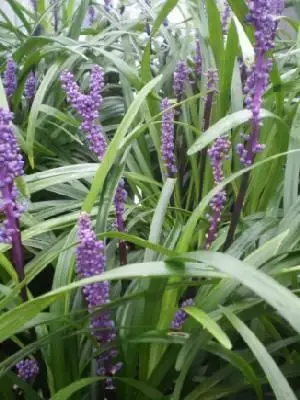 LIRIOPE muscari 'Royal Purple'