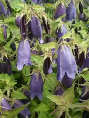 CAMPANULA 'Sarastro'