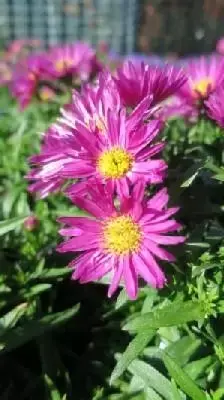 Symphyotrichum novi-belgii 'Bahamas'