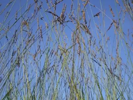 MOLINIA caerulea 'Edith Dudszus' - image 1