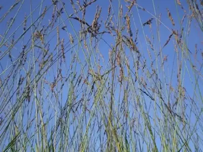 MOLINIA caerulea 'Edith Dudszus'