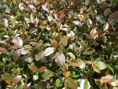 PHOTINIA x fraseri 'Little Red Robin'