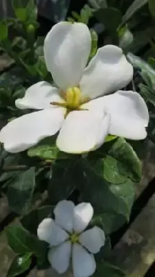 GARDENIA jasminoides 'Kleim's Hardy'