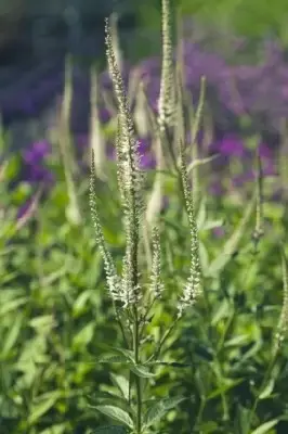 VERONICASTRUM virginicum 'Diana' - image 1