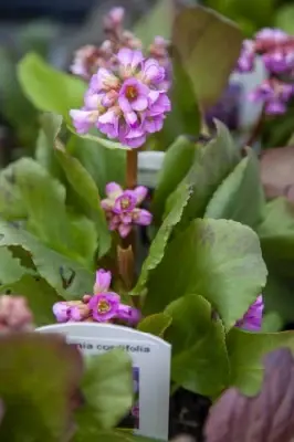 BERGENIA cordifolia - image 1