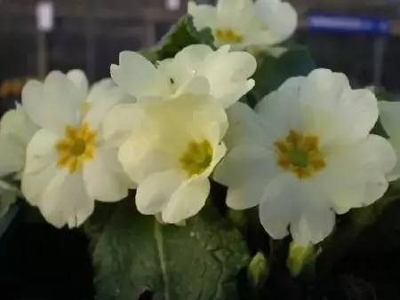 PRIMULA vulgaris