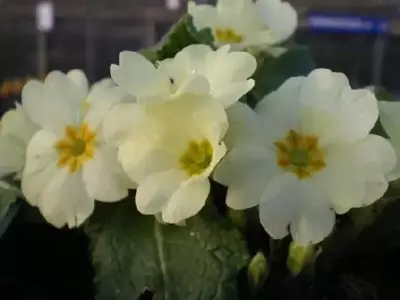 PRIMULA vulgaris
