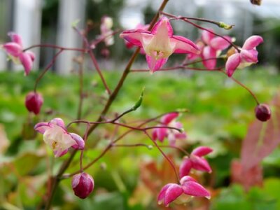 EPIMEDIUM x rubrum - image 4