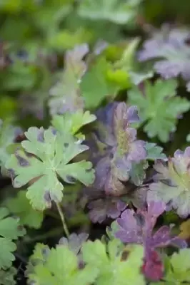 GERANIUM x cantabrigiense 'Biokovo'