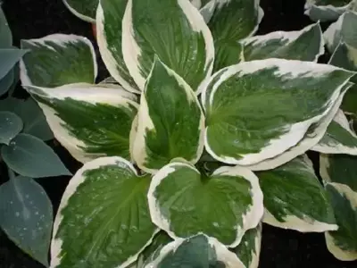 HOSTA 'Patriot'