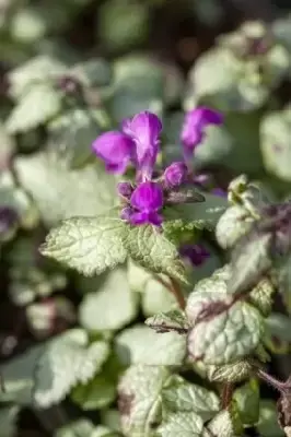 LAMIUM maculatum 'Beacon Silver' - image 3