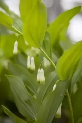 POLYGONATUM multiflorum