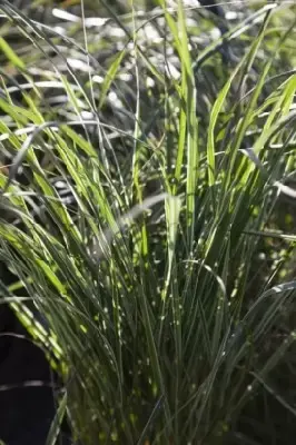 CALAMAGROSTIS x acutiflora 'Overdam' - image 1