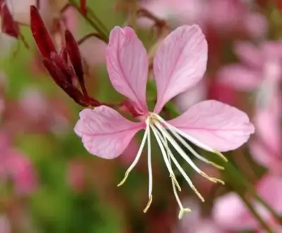 GAURA lindheimeri 'Siskiyou Pink'