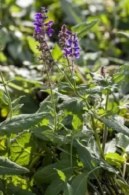SALVIA x sylvestris 'Mainacht' - image 4