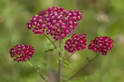 ACHILLEA millefolium 'Cerise Queen'