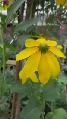 RUDBECKIA laciniata 'Herbstsonne'
