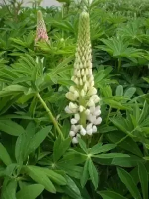 LUPINUS 'Gallery Pink'