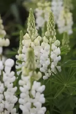 LUPINUS 'Gallery White'