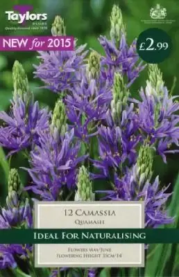 CAMASSIA quamash