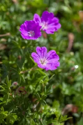 GERANIUM sanguineum 'Max Frei' - image 3